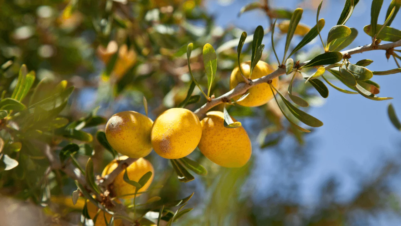 Argan oil