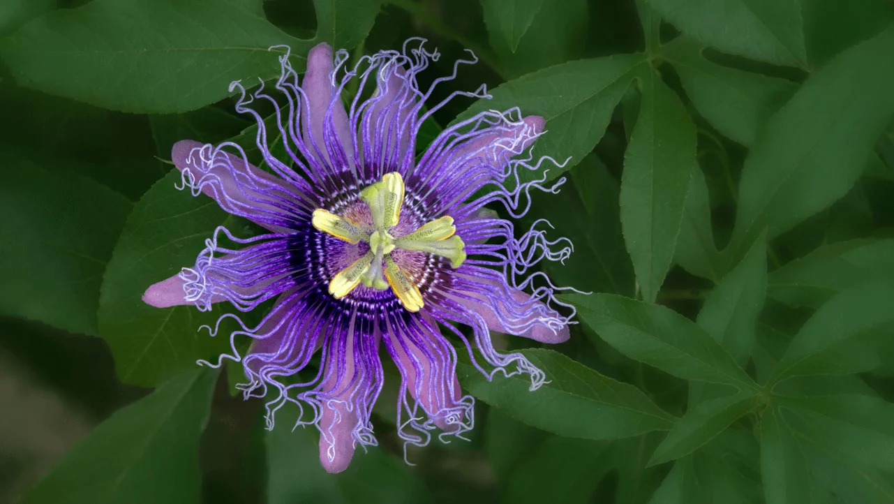 Passion fruit